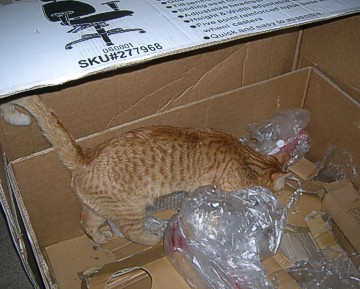 Cat-in-the-Box