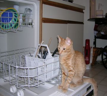 In the dishwasher