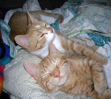 Feline snuggle